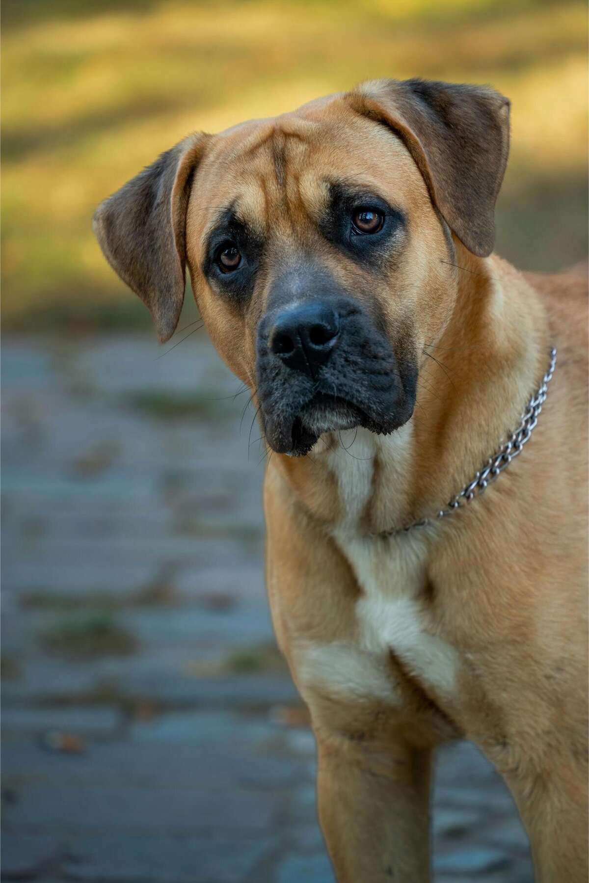 img-ingoodpawsconcierge (9)