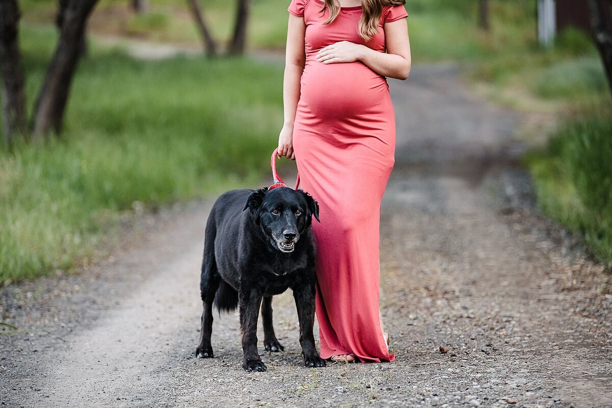 black dog in maternity photos, women in pink dress