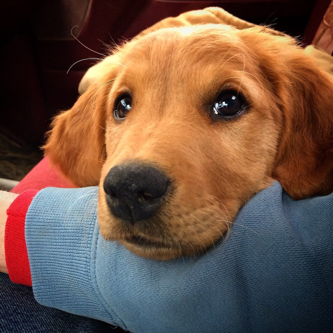 Appelgate-golden-retriever-puppies-Tess-5