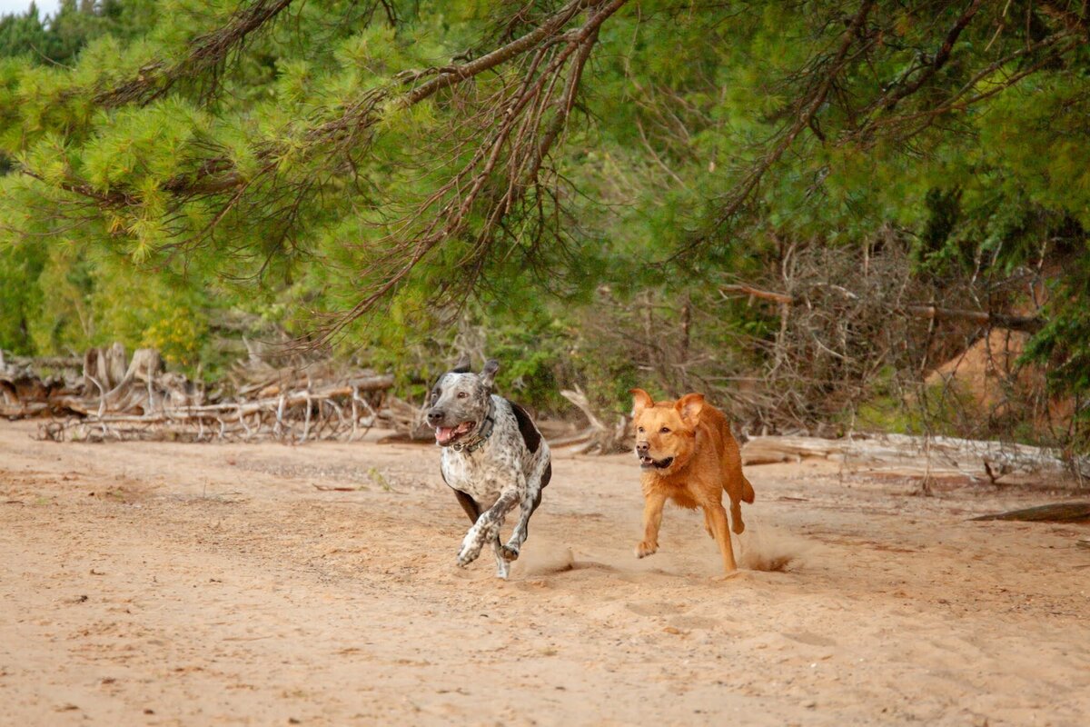 2 dogs running along the beach