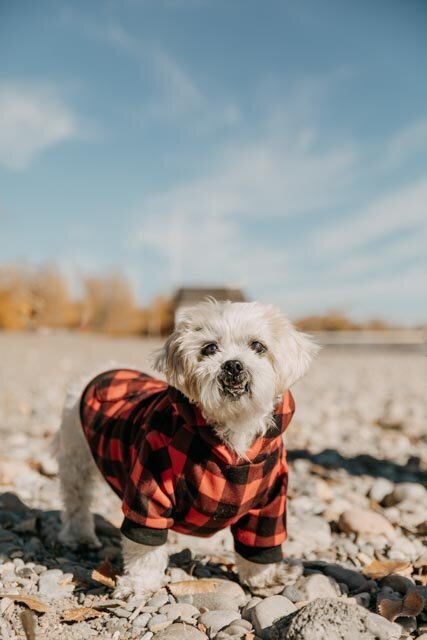 Cherry Beach Mini sessions-142