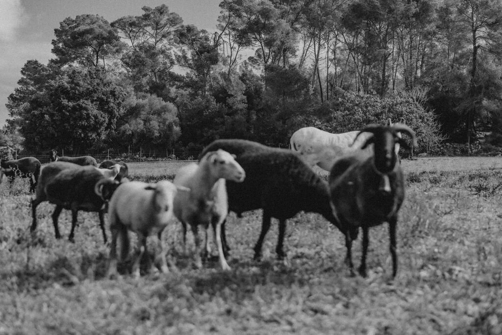 THE AWAKENING ° MIMI FIEDLER  ° FIFTYSEVEN