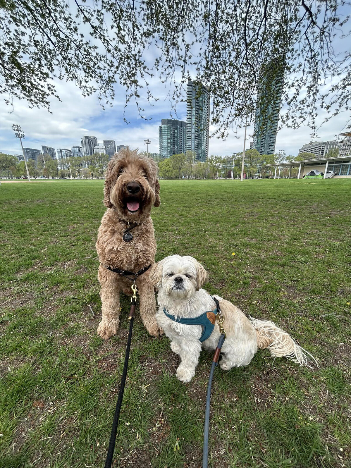 Happy dogs on a leash during a group dog walk in Toronto with Walk with Claire, trusted pet care in Hamilton and the GTA.