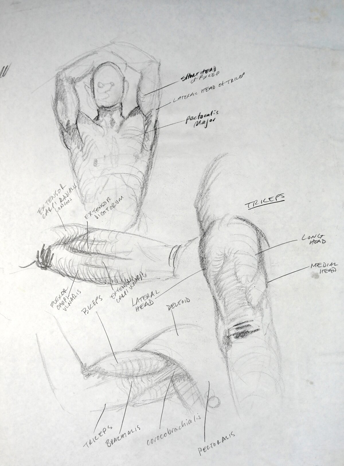 Brent Ray Fraser Anatomical Drawings 2001 - 01