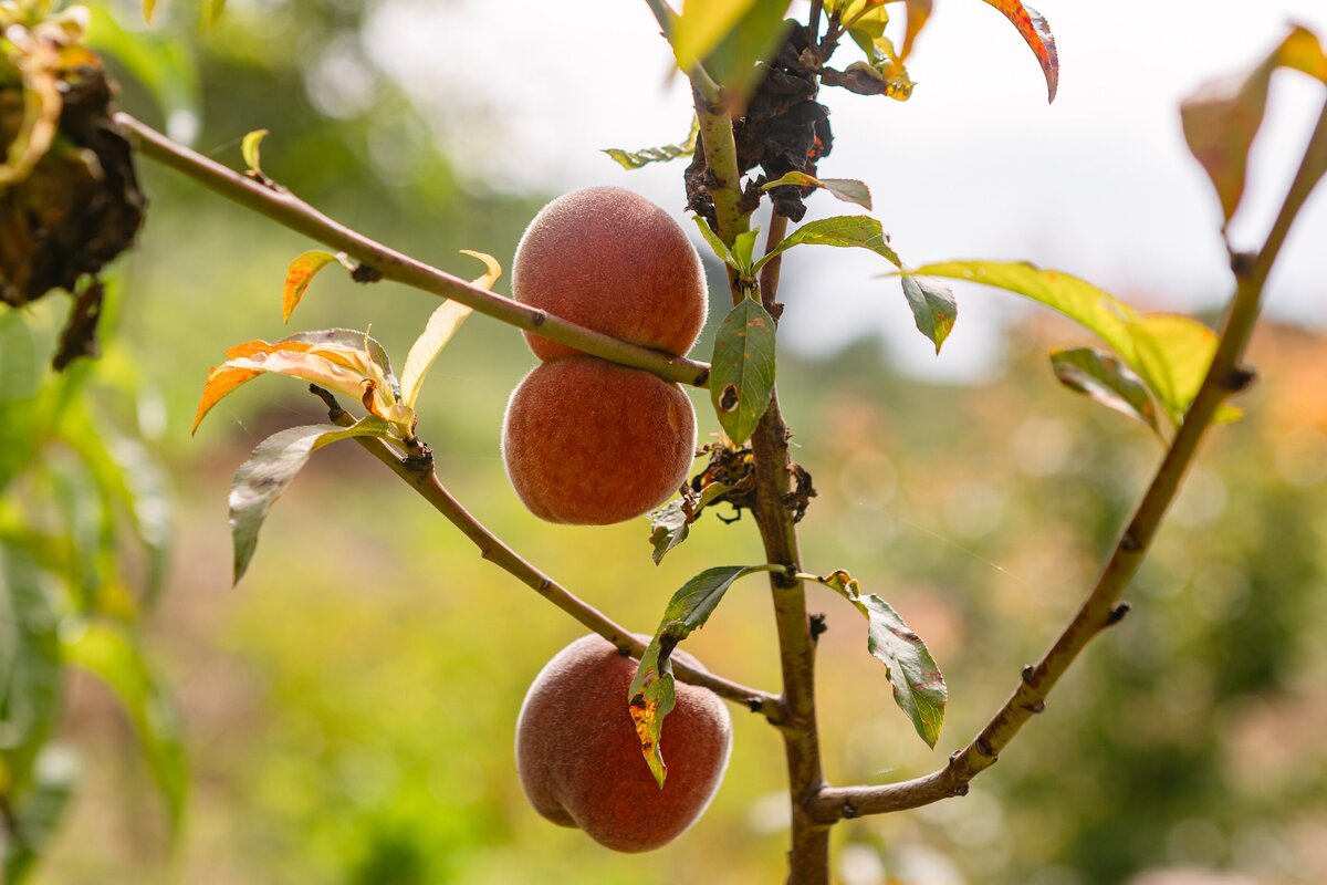 The-Ripe-Org-Farm-Ventura-California-Santa-Paula-Non-Profit-0040