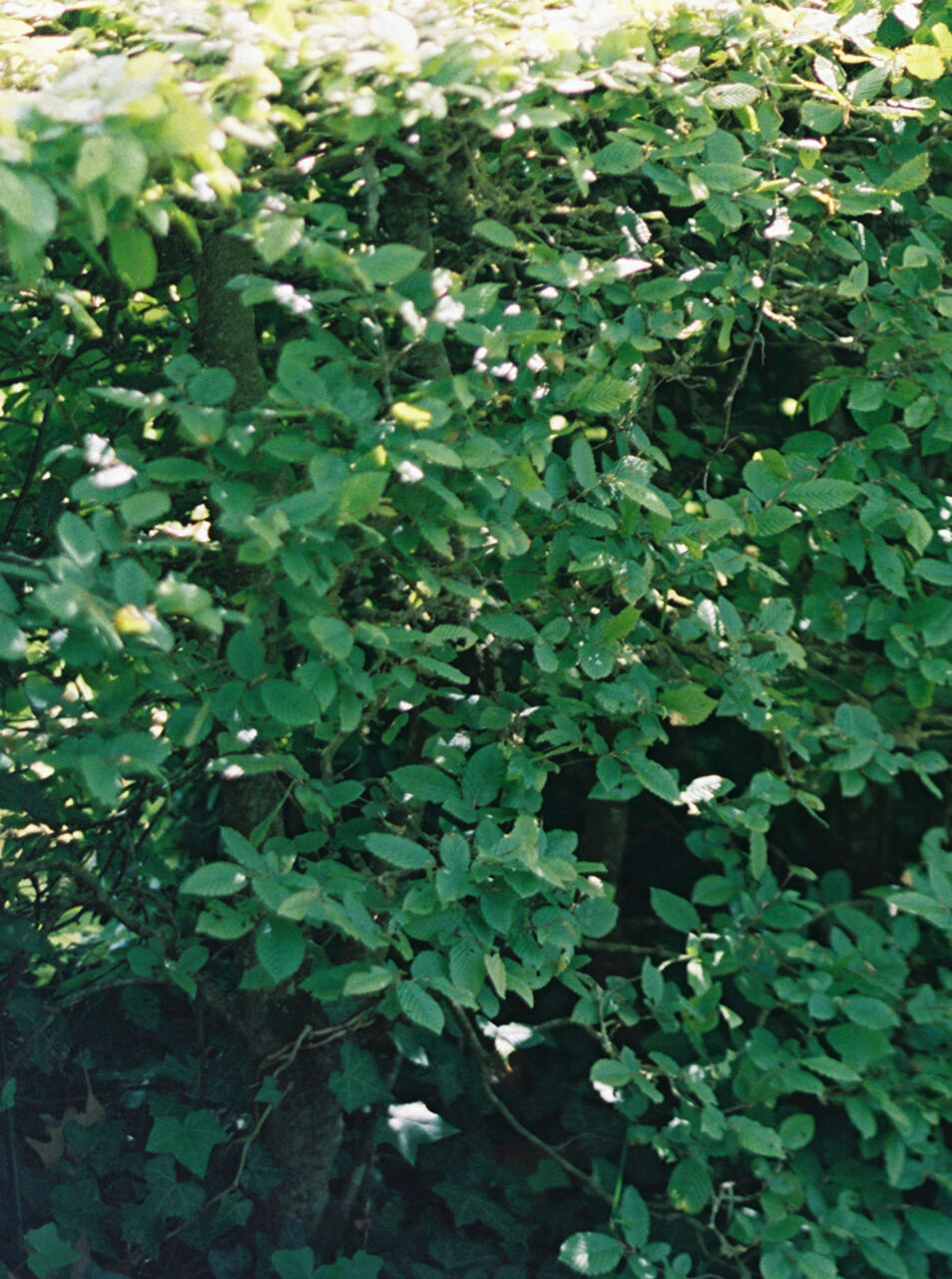 CAL-41