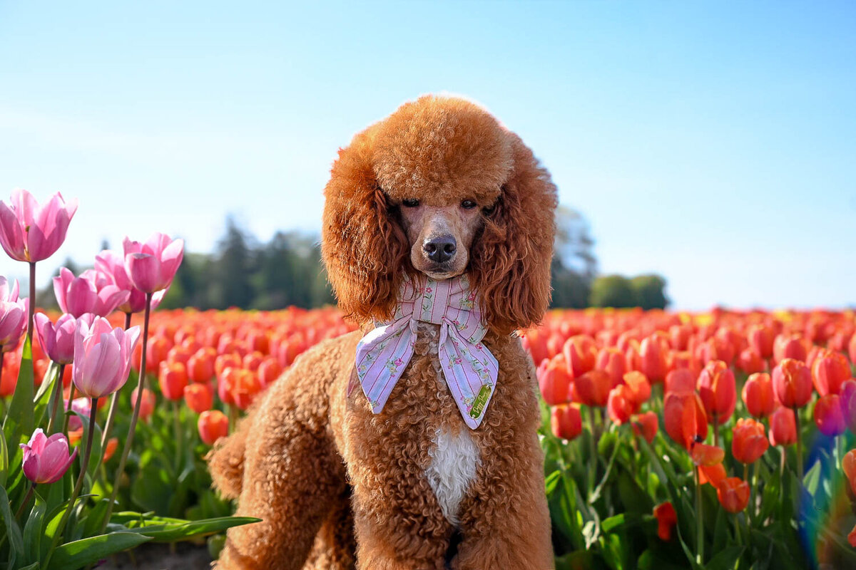 Heavenly Puppies to Love Cavapoo, Cockapoo, and Maltipoo Puppies Photo Apr 13 2025, 5 52 45 PM23