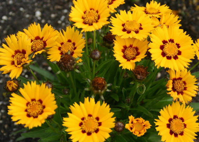 Coreopsis grandiflora sunfire Nagyfészkű menyecskeszem
