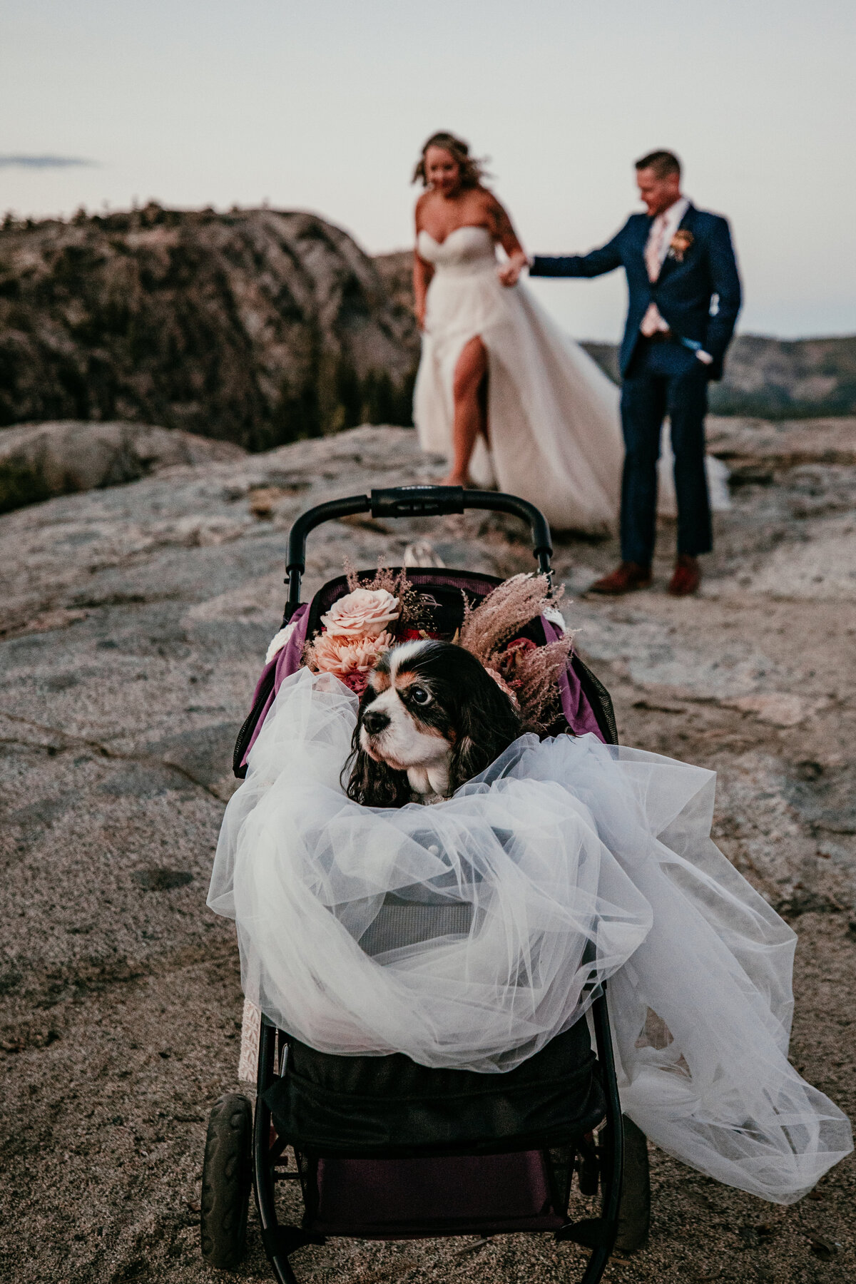 Bride and groom walking hand in hand on a rocky mountaintop, with their dog dressed in a veil sitting in a stroller as the honorary wedding guest