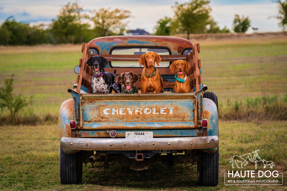 Four dogs stand in the bed of a blue vintage truck posing for a portrait at Haute Dog Ranch.