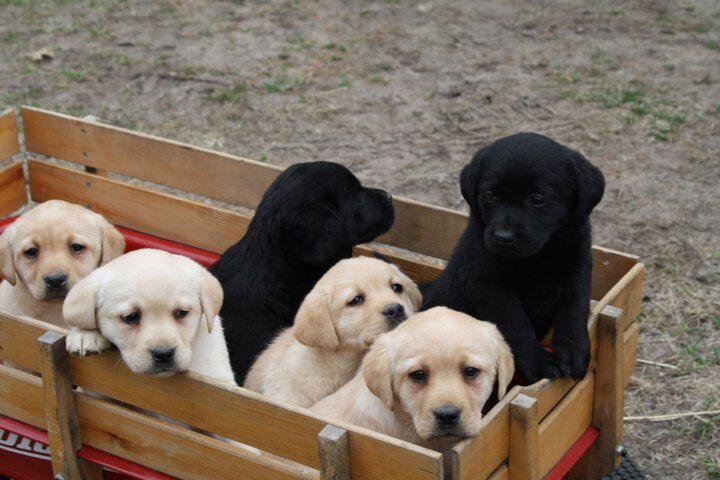 badriverlabradors_image-puppiesinwagon