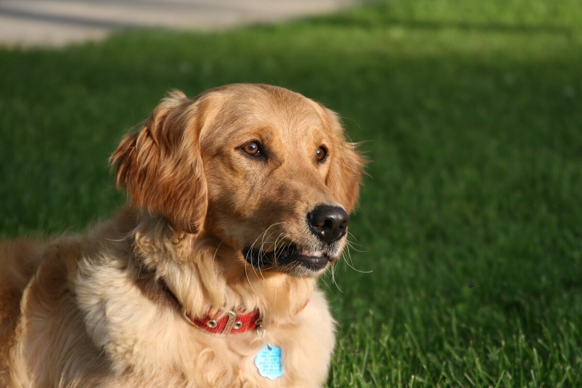 Appelgate-golden-retriever-puppies-Mae-8