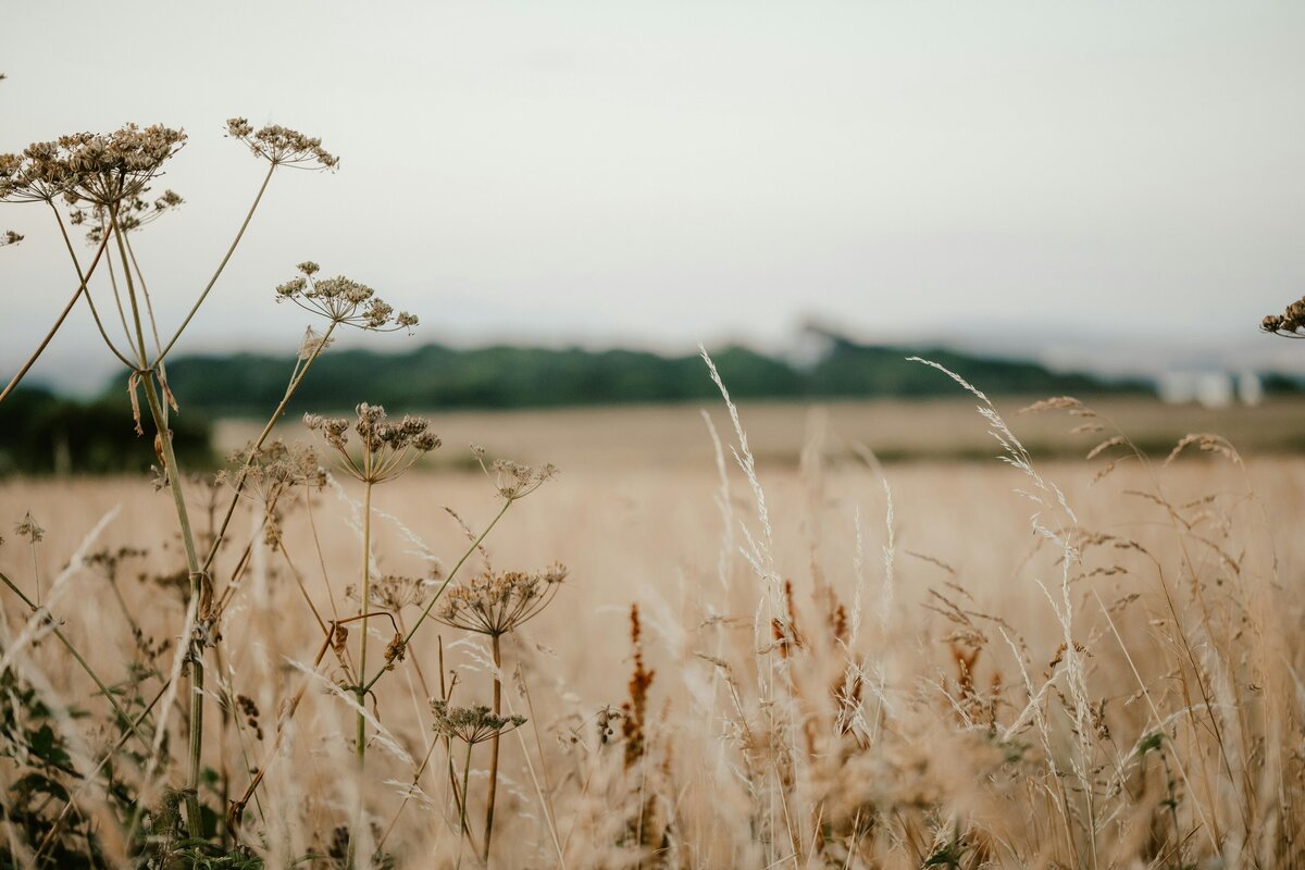 dried plants in field
