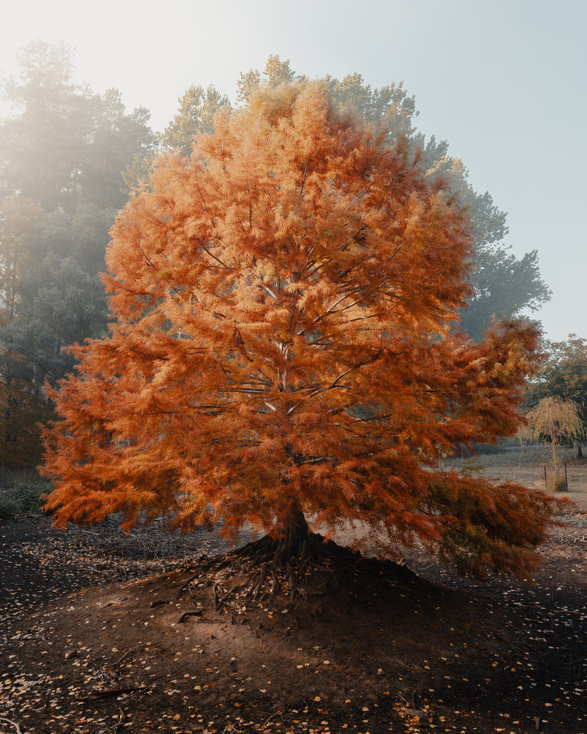 Natural Wedding Photos