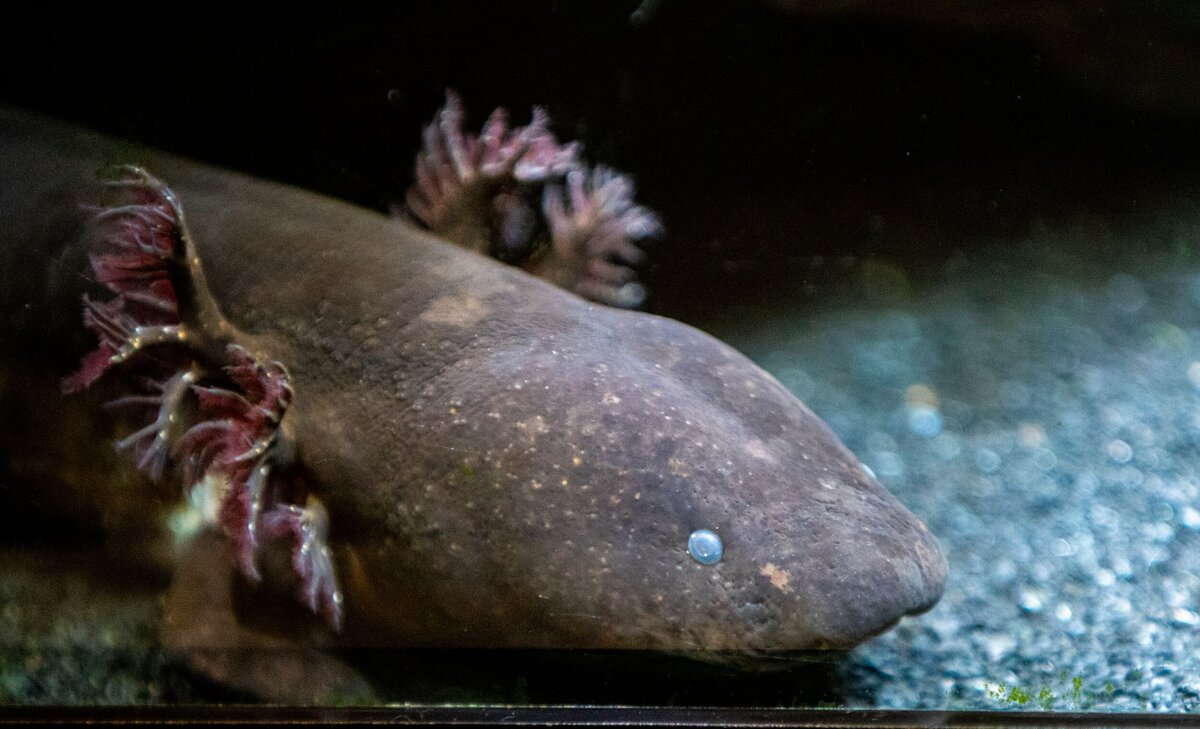 axolotl-c0b98bb1-2500