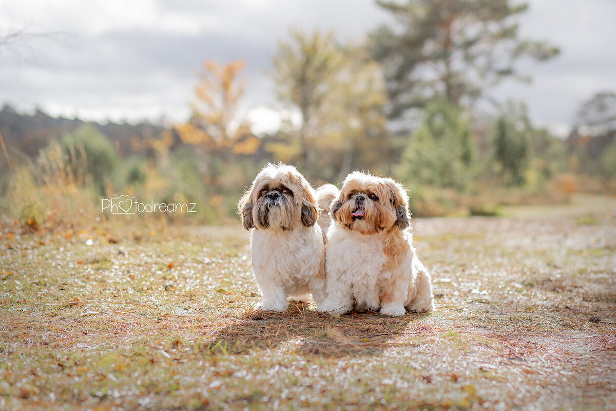 Fotoshoot-honden-limburg-shihtzu07