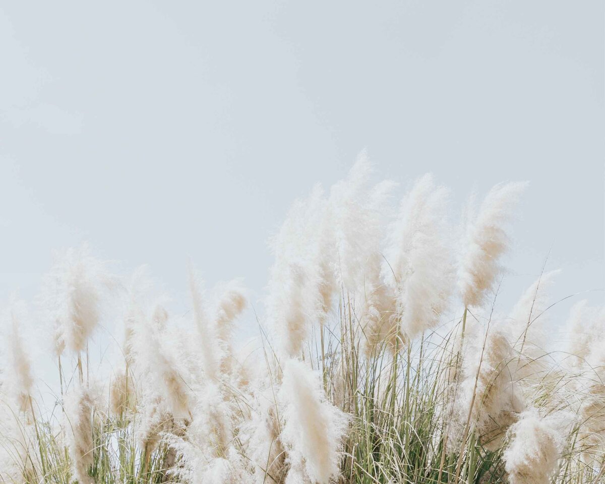 Soft light coloured reeds against a light blue sky