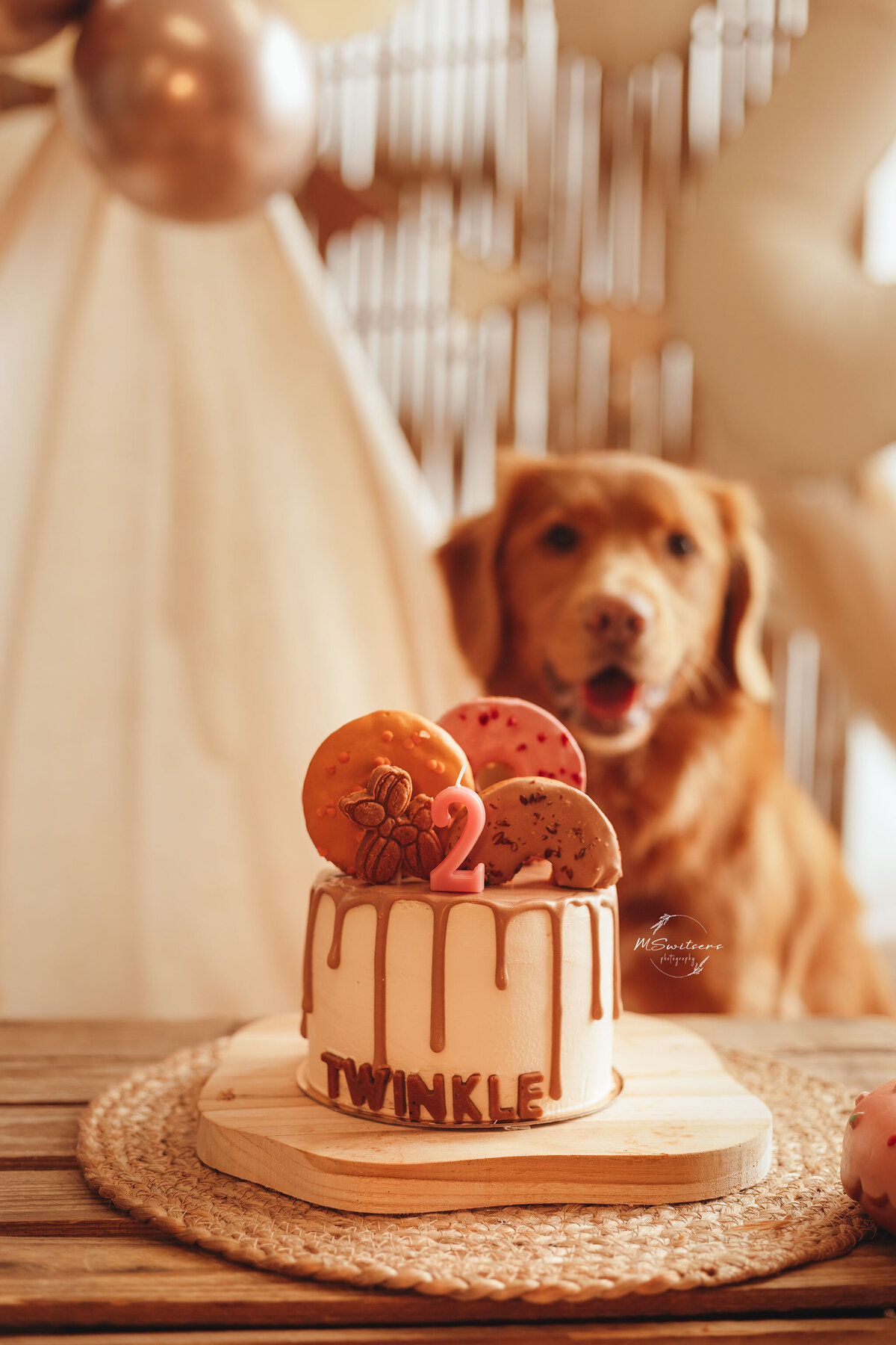 Toller die haar 2e verjaardag viert met een cakesmash fotoshoot in de daglichtstudio te Geel