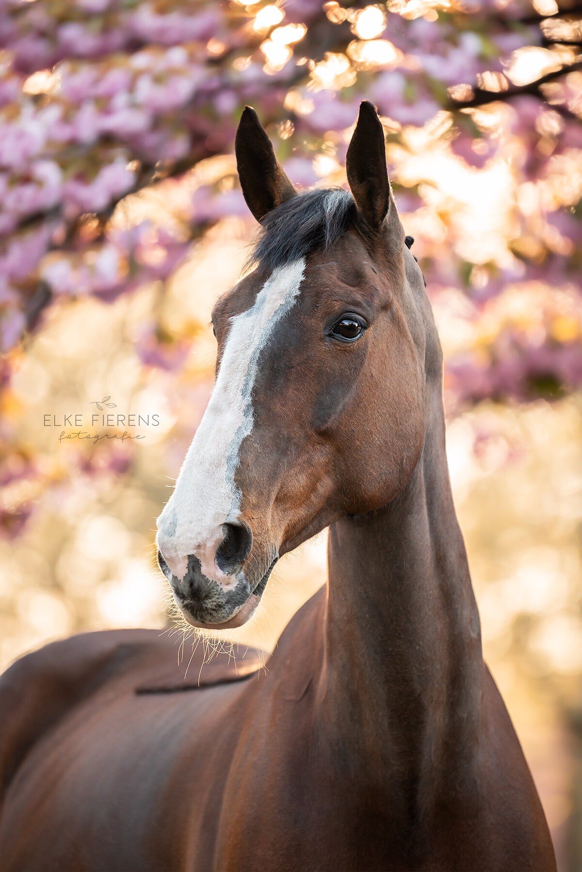 paardenfotograaf - portretfoto - bloessemfoto's