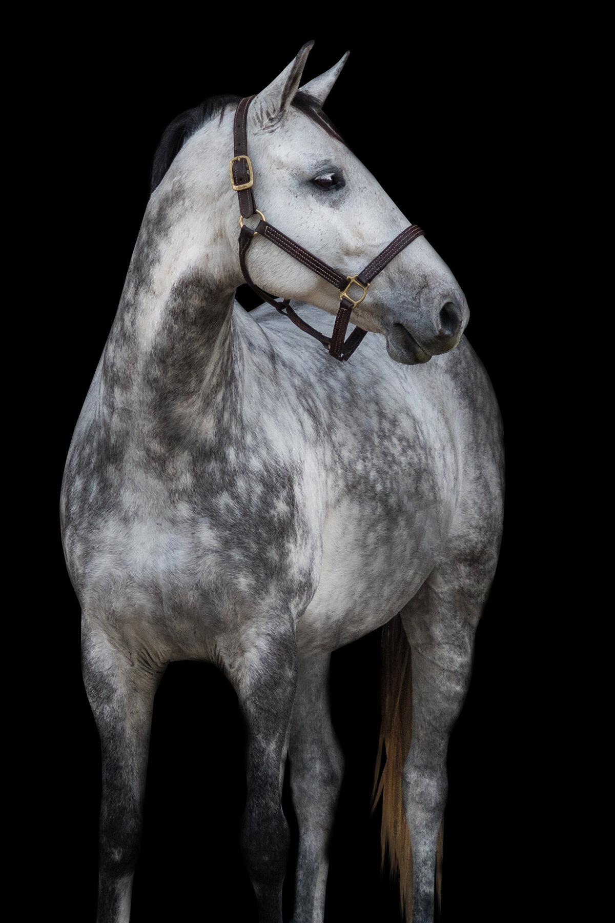Black Background Equine Portraits Savannah, Georgia Grey  | JGP Equine 2023-11