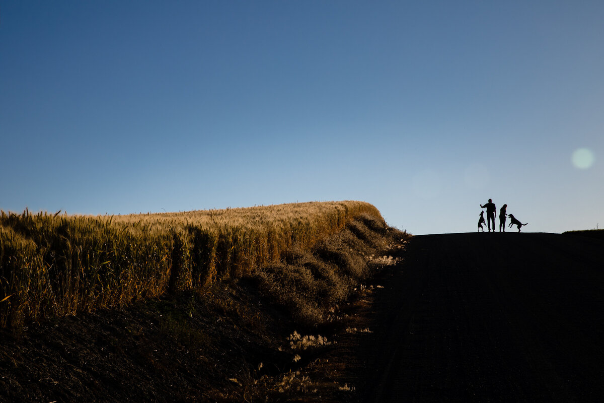 pets-engagement-portrait-field-sunset-creative