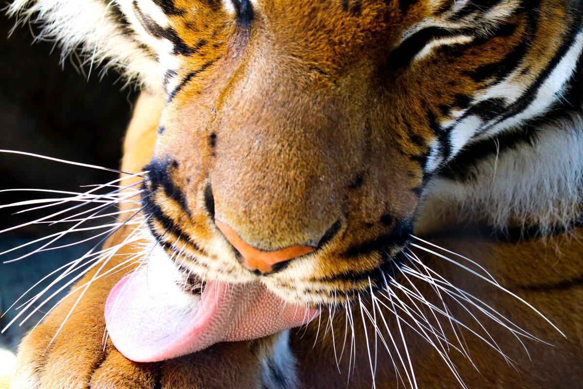 Tiger_Original-0d7469fa-2500