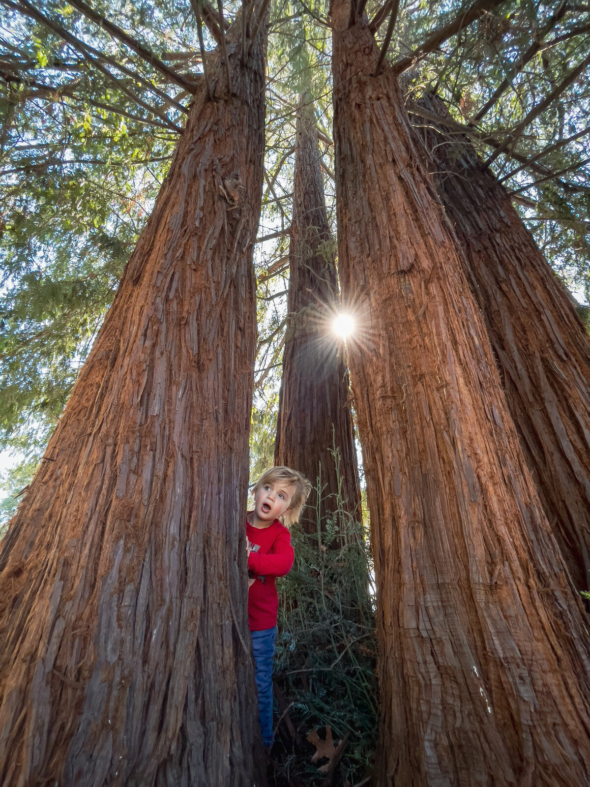 Child looks out from a redwood tree with sun shining