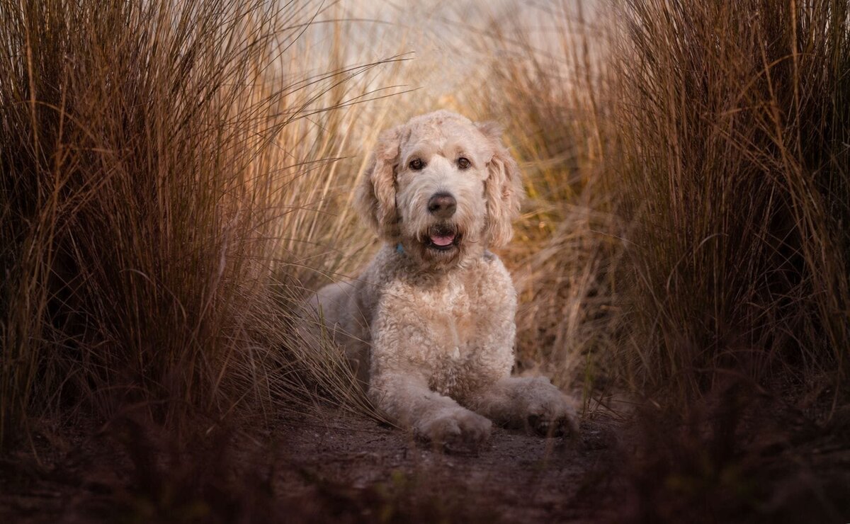 lilla-bordas-portraits-tampa-DOG-photographer1328_2