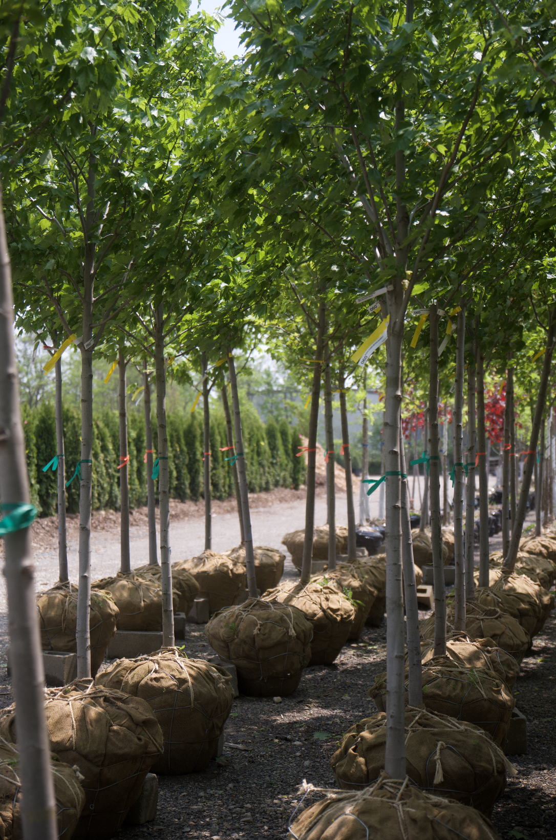 Screenshot 2025-07-18 at 8.09.49 AM