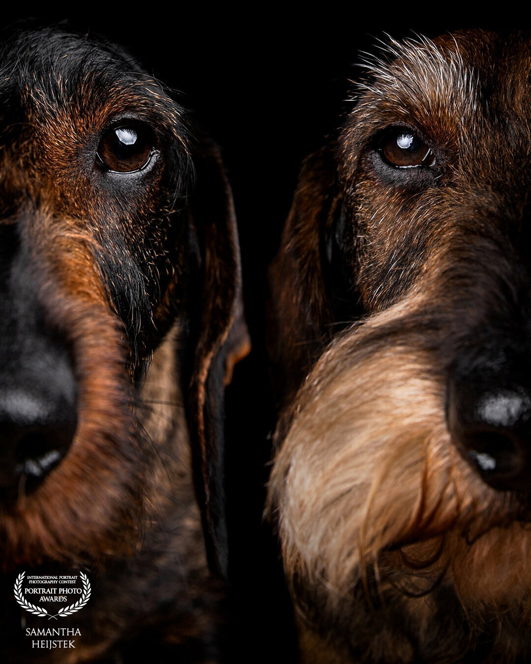 Award honden