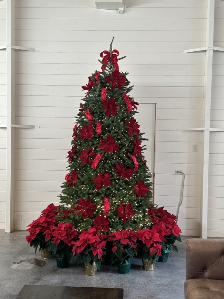 nobel fern tree, red flowers, holiday, Christmas, party, red ribbon,