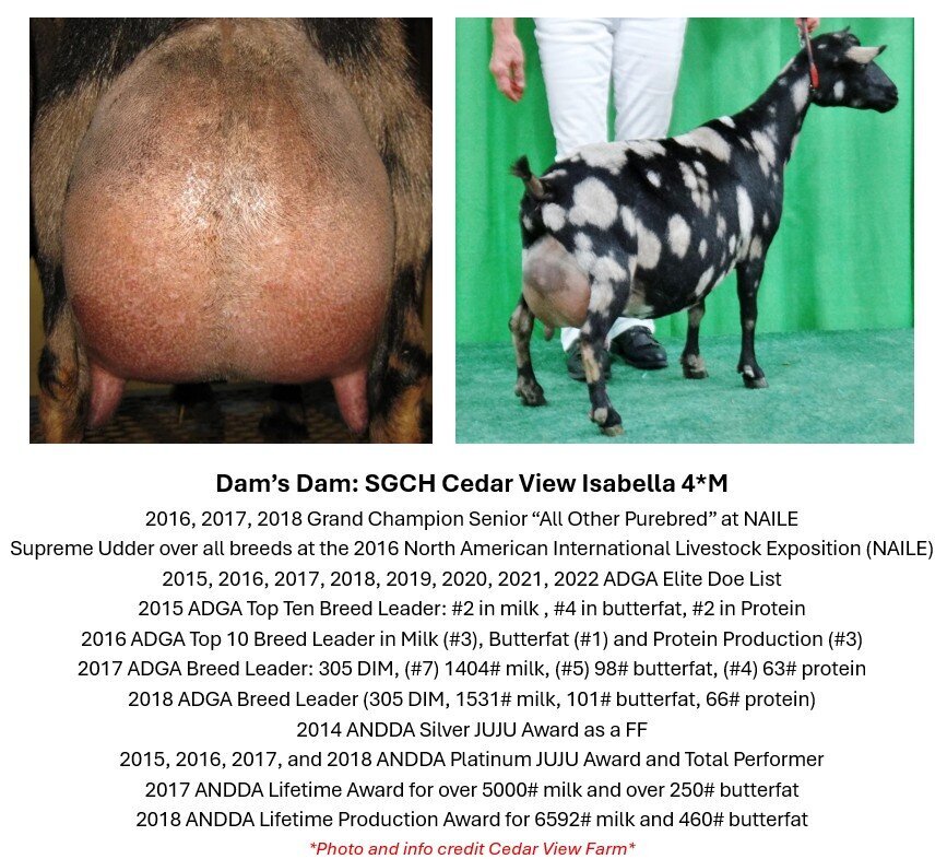 dam dam info
