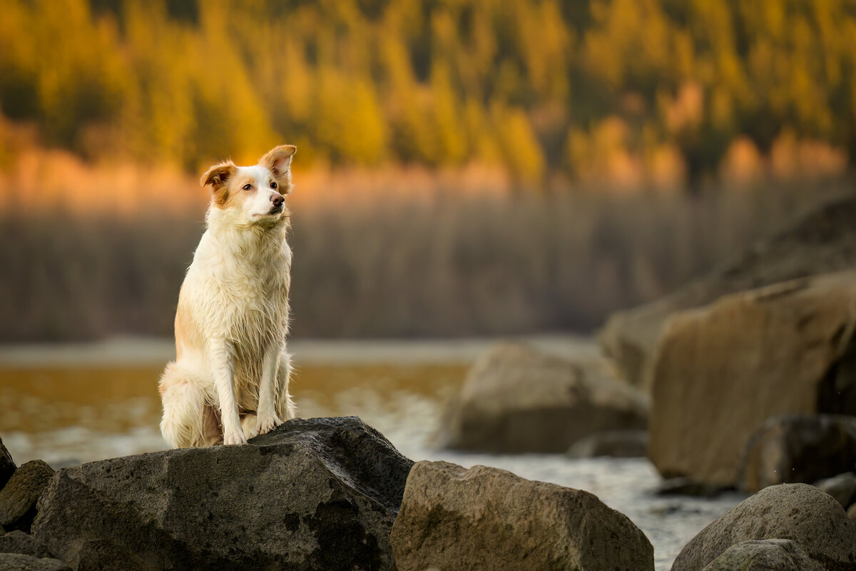 Pets-through-the-Lens-Photography-Maple-Ridge—Golden-Hour-Outdoor-Dog- Photoshoot