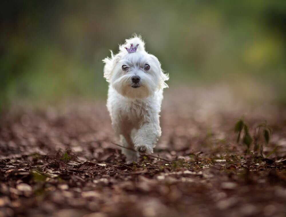 lilla-bordas-portraits-tampa-DOG-photographer1426_1