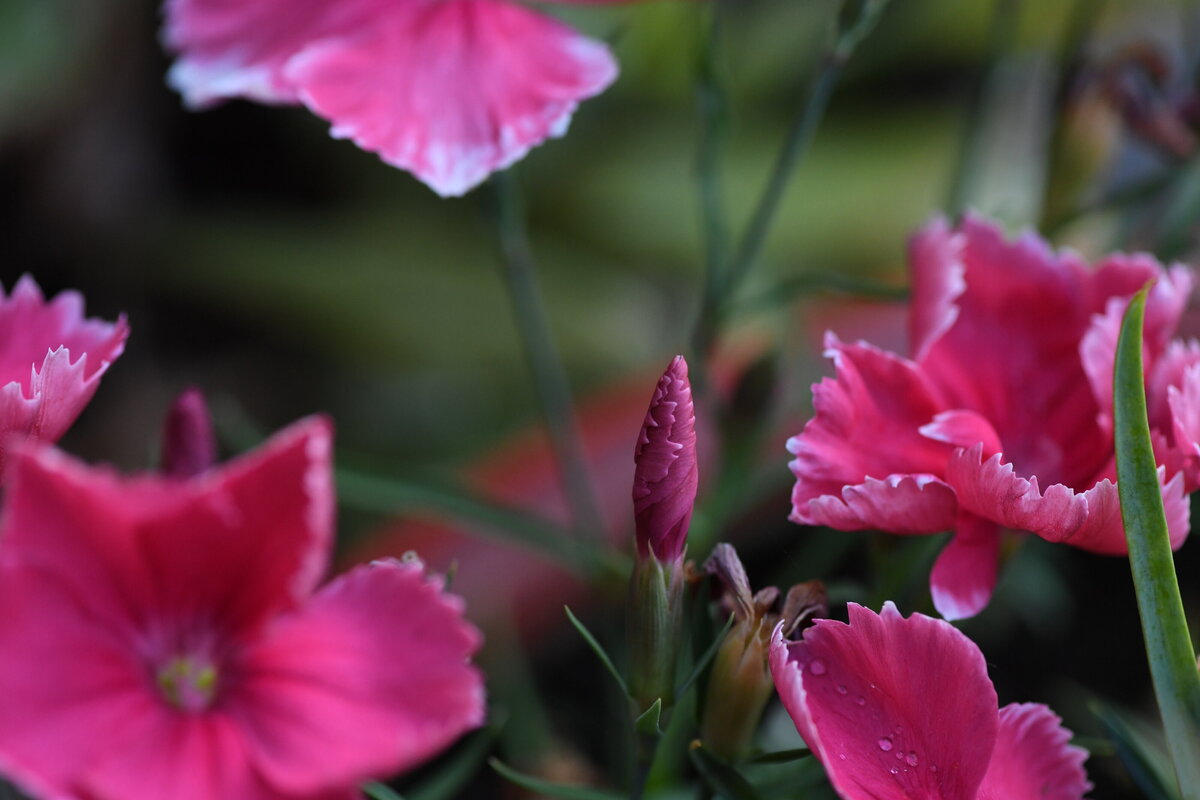 July garden - 141