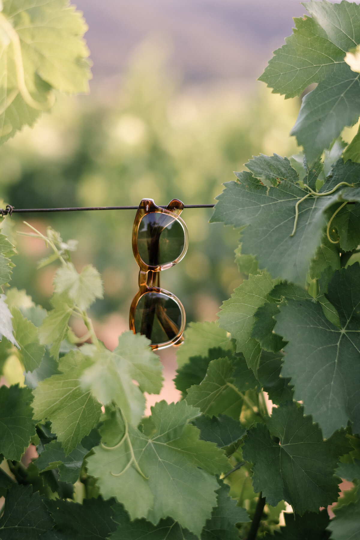 vineyard of bastide de marie in provence