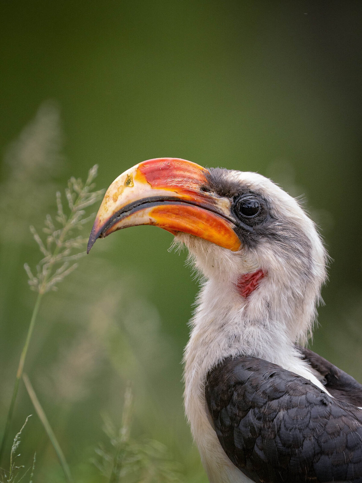 website-serengeti-animals8