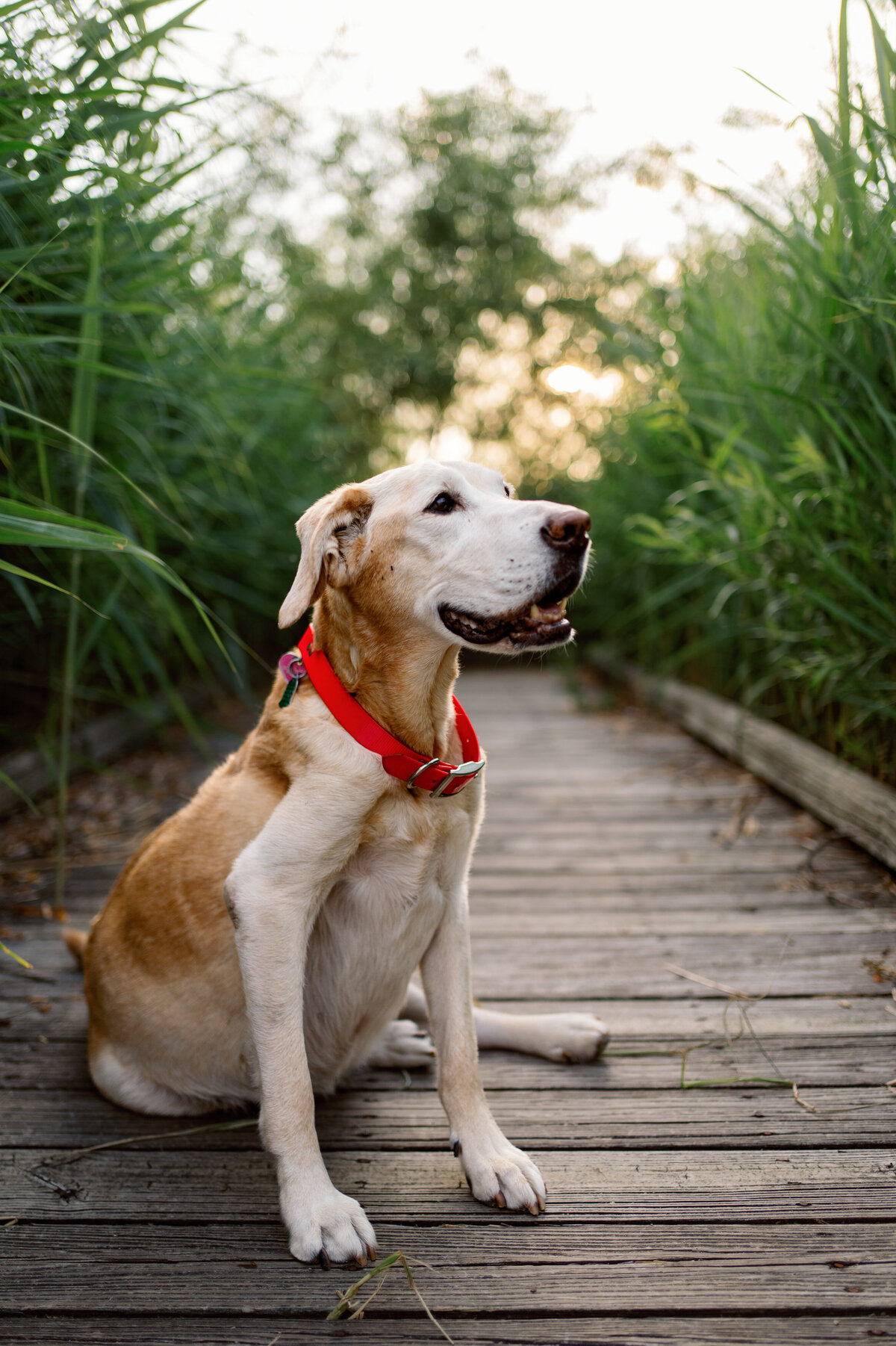 Lauren-Ashley-Studios-Pets-7