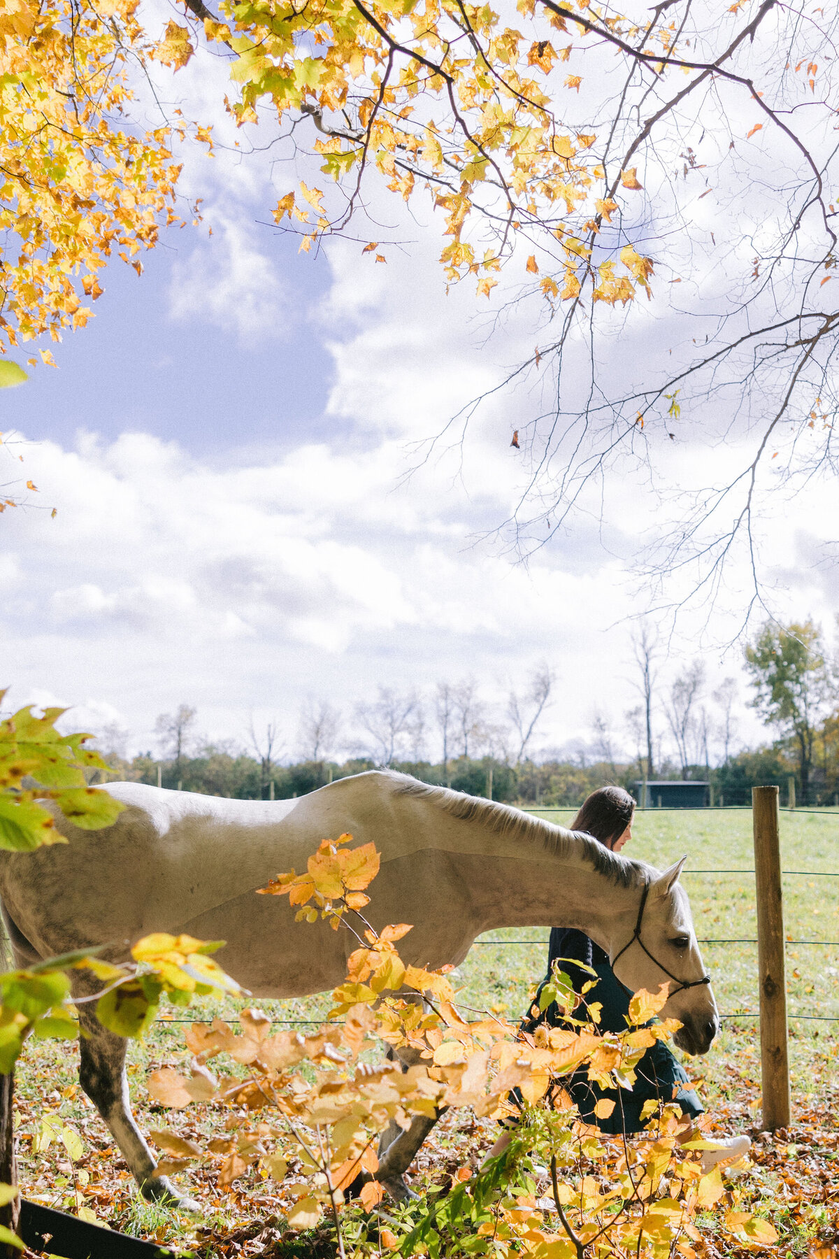 equestrian-photographer-saratoga-ny-158