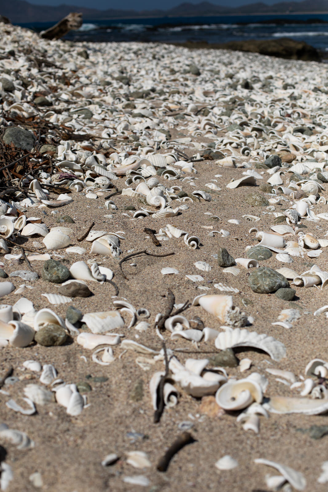 Walking along a deserted island covered in shells.