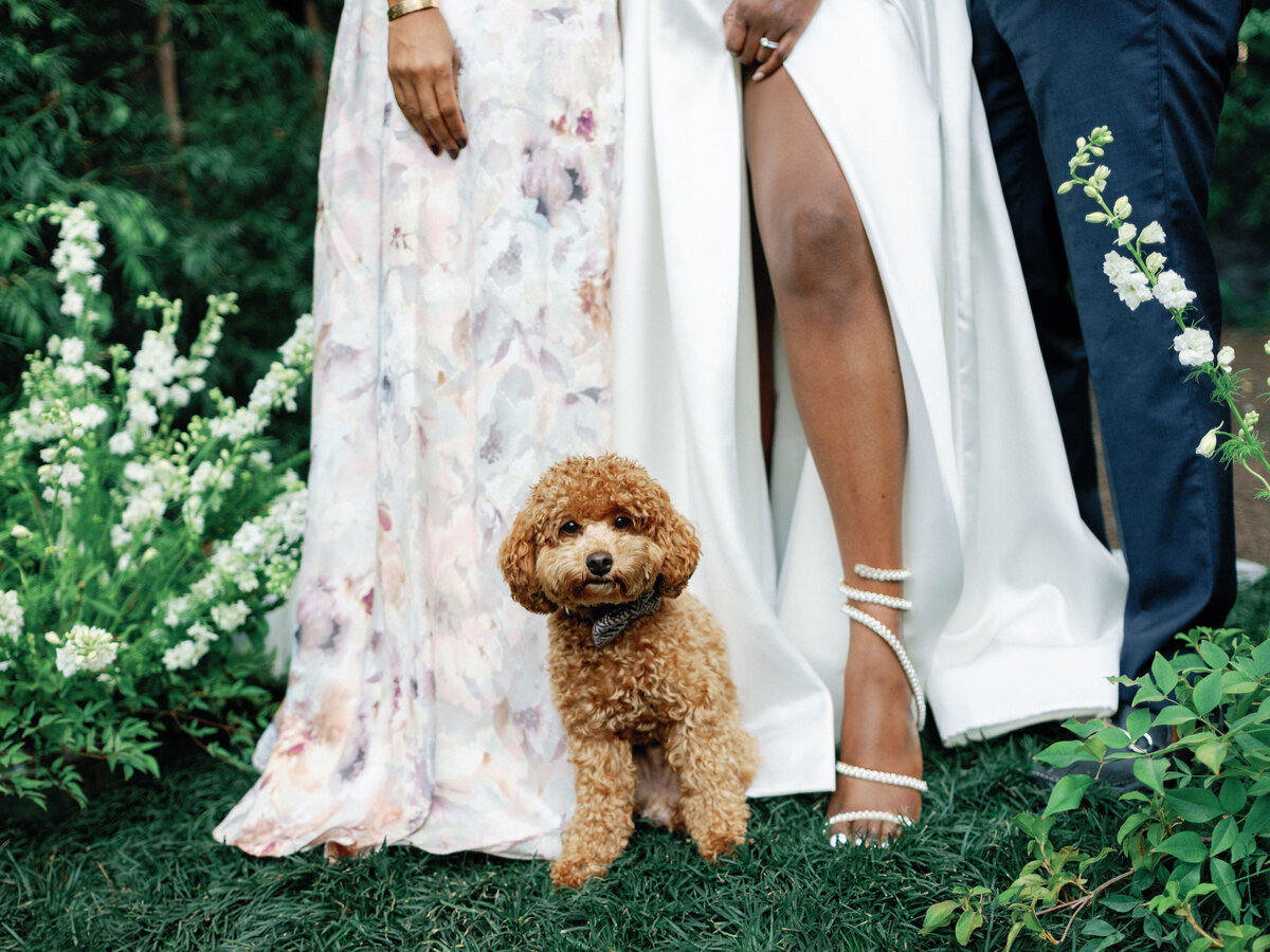 cute labradoodle dog in luxury wedding ceremony as emotional support dog in northern california