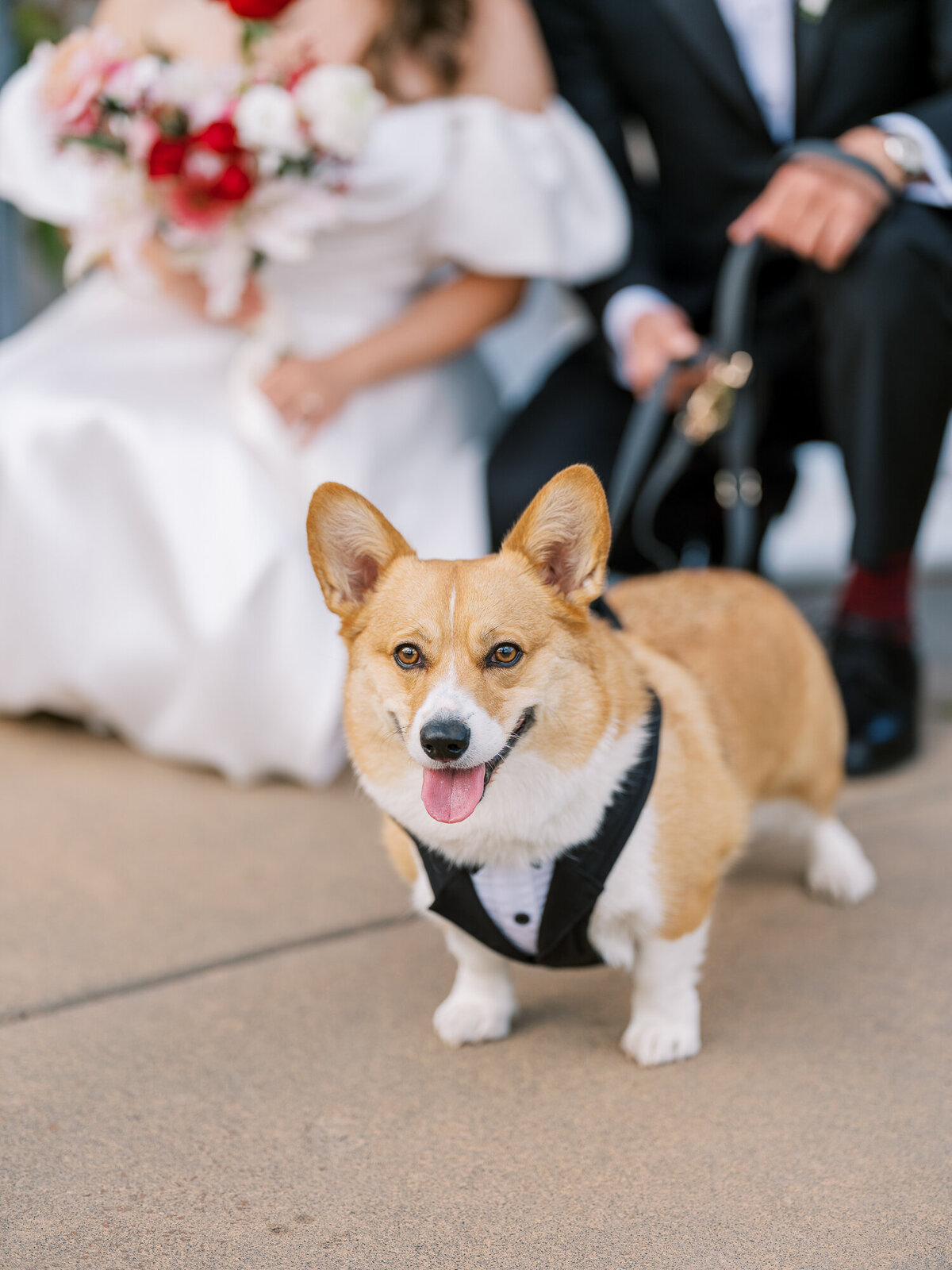 The dog of honor at Sonoma wedding