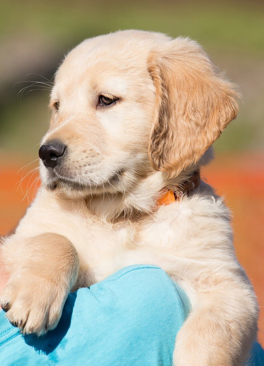 dog-1196648_1280