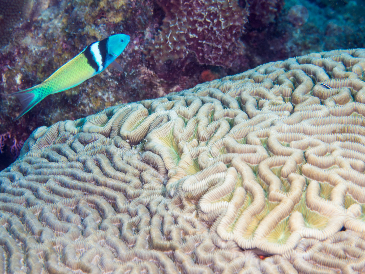 Barbados_2017_1136