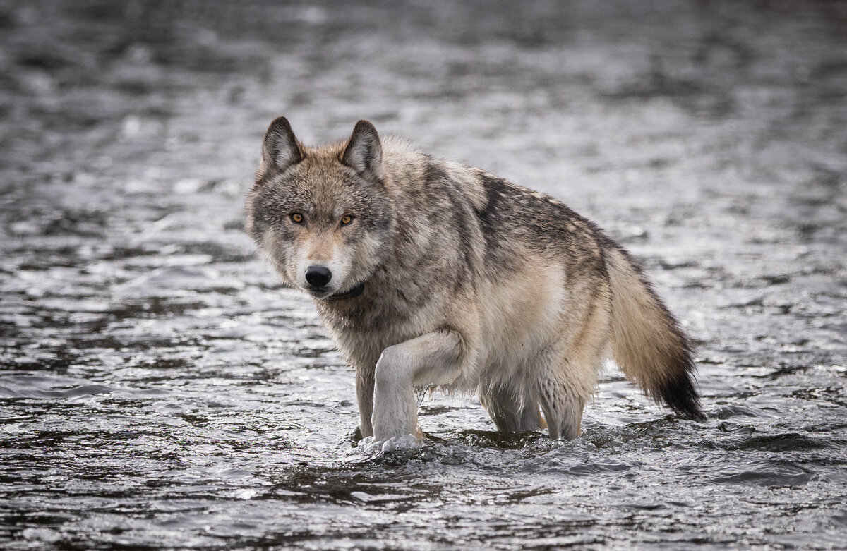 winter in yellowstone