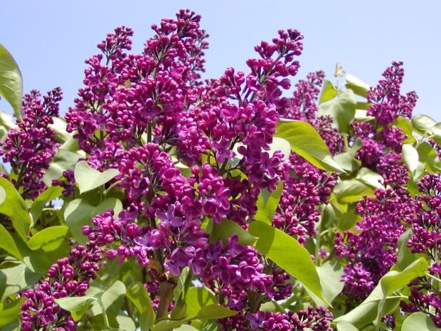 8569-syringa-vulgaris-orgovan-obycajny-2
