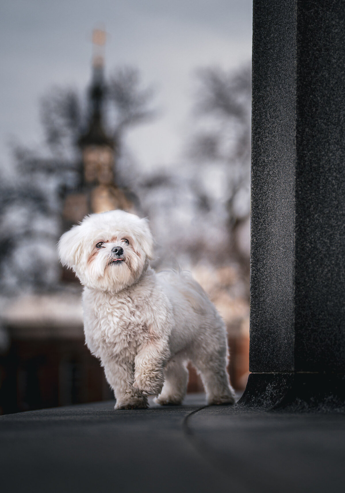 maltese with one front leg up portrait with a church steeple in the background