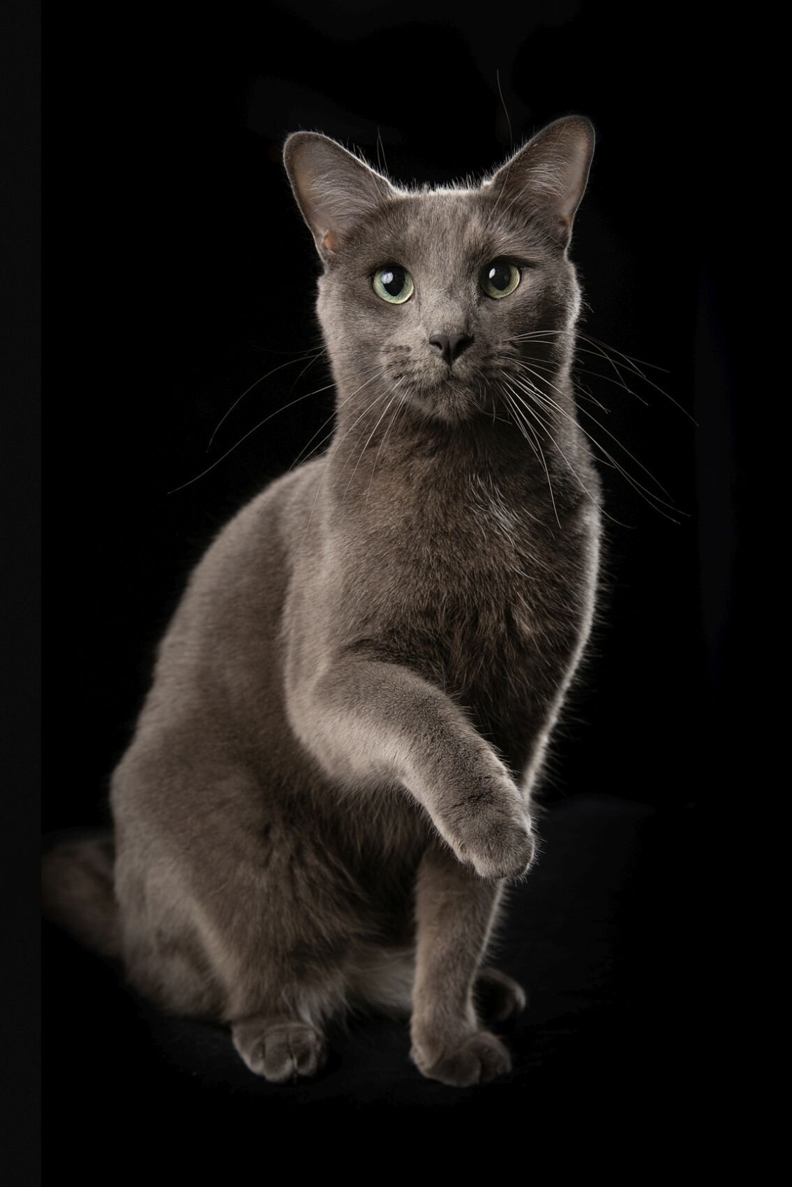 lilla-bordas-portraits-tampa-CAT-photographer1260