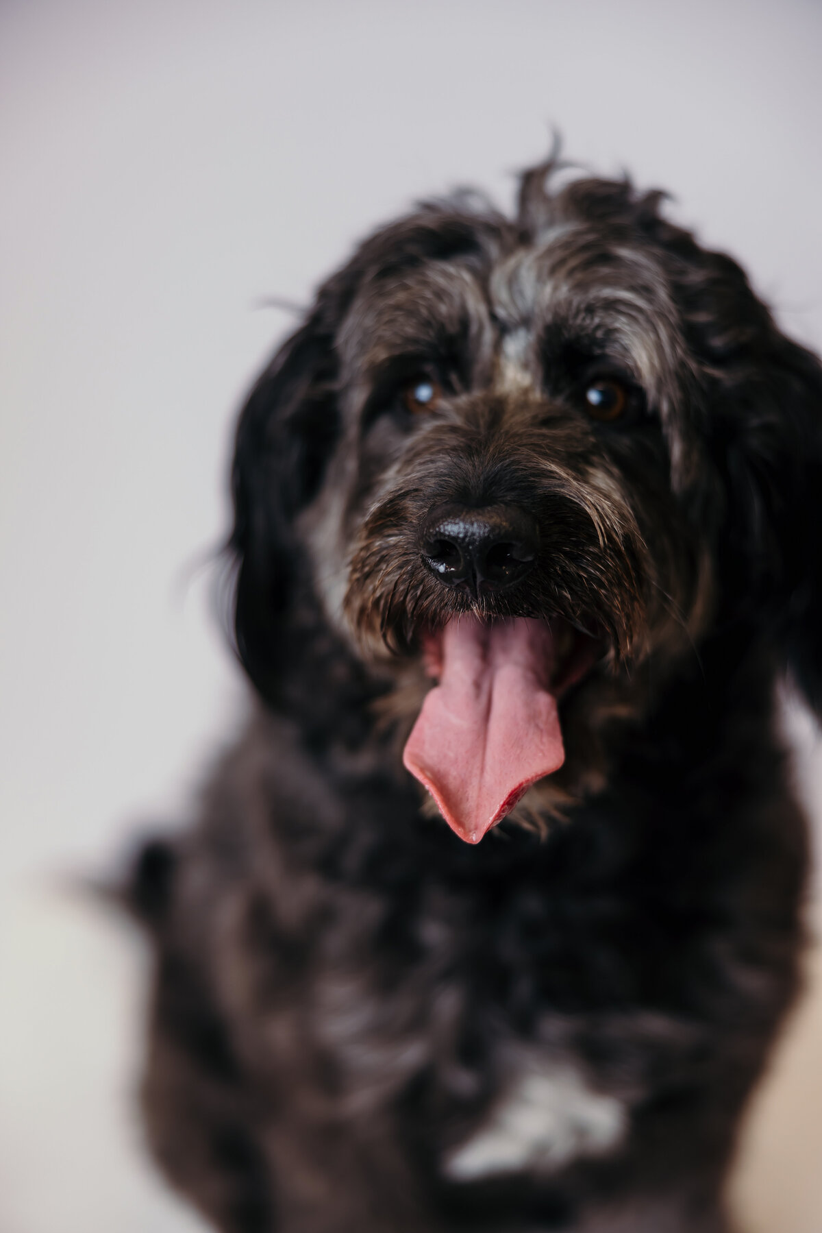 Beth-Dogs-January-2024-004