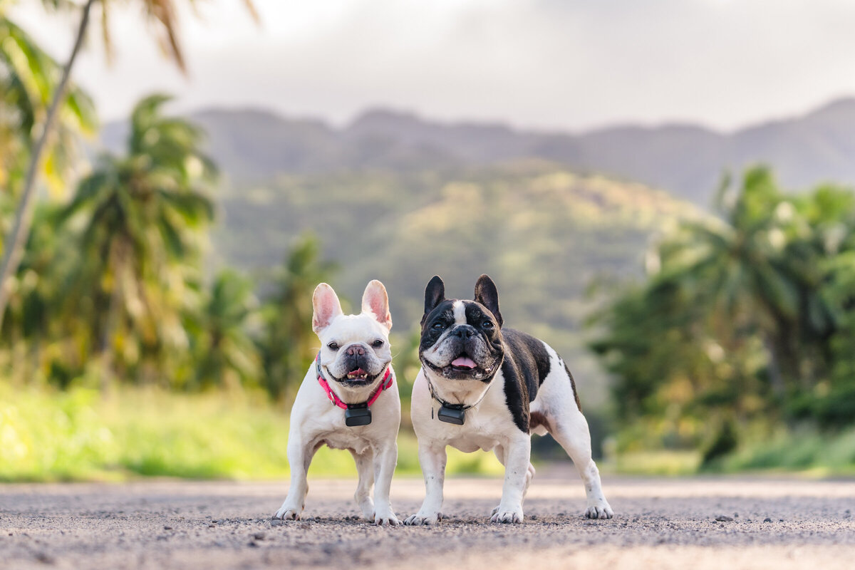 Hawaii Senior Dog Photography-31